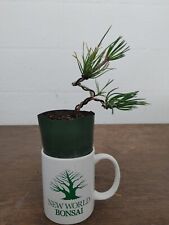 bonsai pine tree for sale  Spring Hill