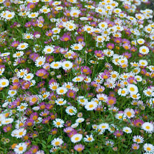 Erigeron fleabane perennial for sale  GLOUCESTER