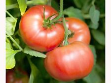 Graines tomates précoce d'occasion  Revigny-sur-Ornain