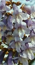 Paulownia tomentosa seeds for sale  Shipping to Ireland