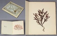 c1898 SEAWEED Iona Press Hebrides FLOWERS of the Sea rare album + REAL specimens segunda mano  Embacar hacia Argentina