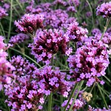 Verbena bonariensis buenos for sale  IPSWICH