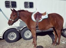 bruno delgrange saddle for sale  Likely