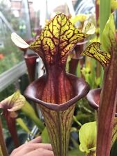 Sarracenia flava ornata for sale  RUGBY