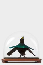 Taxidermy superb bird for sale  STOCKTON-ON-TEES