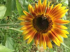 Mezcla de girasol polinizada abierta - mezcla de muchas variedades diferentes 20 semillas segunda mano  Embacar hacia Argentina