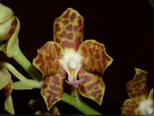 Phalaenopsis hygrochila vandop for sale  San Francisco