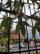 Passiflora tarminiana bananapa gebraucht kaufen  Heilbronn