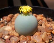 Conophytum calculus cactus d'occasion  Expédié en France