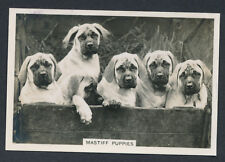 Mastiff puppies series for sale  Brownstown