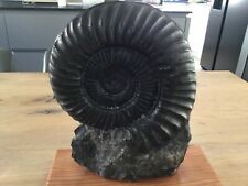 fossilien ammonit gebraucht kaufen  Nürtingen