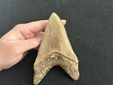 Megalodon shark tooth for sale  BEDFORD