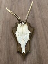 Roe deer skull for sale  SOLIHULL