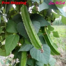 Winged bean seeds for sale  Ontario