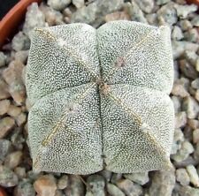 Astrophytum myriostigma 4.5cm for sale  EASTBOURNE