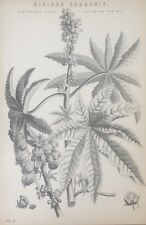 Antique print ricinus for sale  TORRINGTON