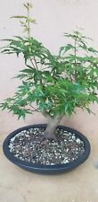 Green japanese maple for sale  Morrow