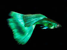 Green moscow guppy for sale  Finchville