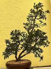 Joe bonsai azalee gebraucht kaufen  Spiesen-Elversberg
