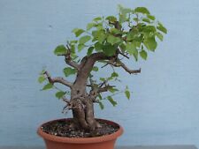 yamadori bonsai gebraucht kaufen  Dresden
