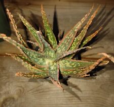 Aloe hybrid krakatoa for sale  Hope Mills