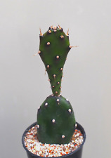 Opuntia elata cactus for sale  WALTON ON THE NAZE