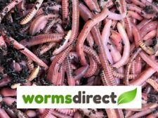 Used, Dendrobaena Worms, Large/Mixed - COMPOSTING, LIVE BAIT FISHING, AND REPTILE FOOD for sale  IPSWICH