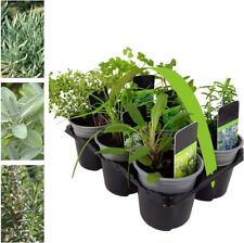 Herb plant mix for sale  GLASGOW