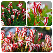 Semillas de acedera de caña de caramelo oxalis versicolor flores de jardín  segunda mano  Embacar hacia Argentina