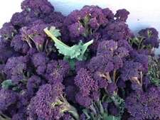 Broccoli viola germogli usato  Spedire a Italy