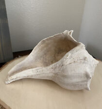 Natural real shell for sale  Brookshire