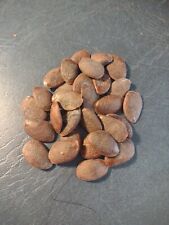 American persimmon seeds for sale  West Plains
