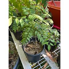 Curry leaf tree for sale  Carlsbad