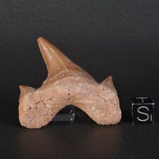 Otodus obliquus shark d'occasion  Expédié en Belgium