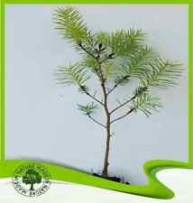 Pinus pinea plant for sale  Shipping to Ireland