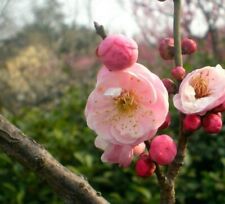 Mokel japanese flowering for sale  Glen Allen