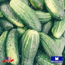 Cucumber Seeds - Straight Eight - Non-GMO Heirloom and Vegetable Winner for sale  Needham