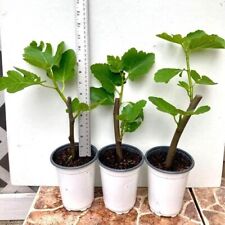 Hardy ischia fig for sale  Houston