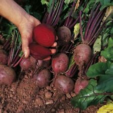 Beetroot boltardy 500 for sale  SALISBURY