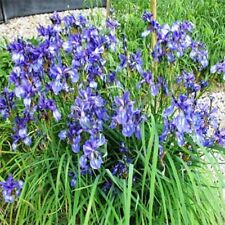 Iris Missouriensis - 50 semillas - BOGO 50% de descuento VENTA segunda mano  Embacar hacia Argentina