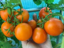 Tomatensamen russische eiertom gebraucht kaufen  Deutschland