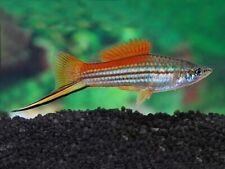 1 REVERSE Trio - Large Neon Pineapple Swordtail Live Aquarium Fish - USA SELLER for sale  Arcadia