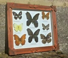 Real butterflies case for sale  AXMINSTER