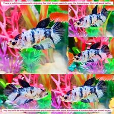 Black candy koi for sale  Shipping to Ireland