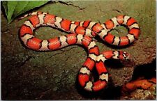 Red milk snake for sale  Richmond