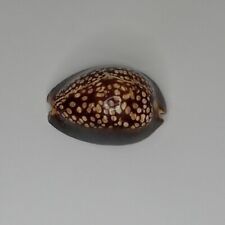 Cypraea mauritiana 50mm CYPRAEIDAE Humpback Cowry/Cowrie Seashell for sale  Shipping to South Africa