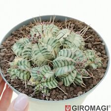 Euphorbia meloformis variegate usato  Cortona