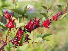 Hibiscus tea plants for sale  Manvel