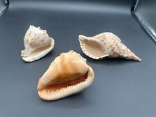 Triton trumpet seashell for sale  Granada Hills
