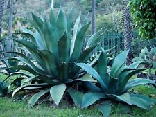 Agave salmiana pulque for sale  Hobart